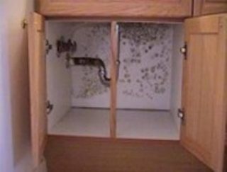 Bathroom Sink Leak Caused Mold Under It